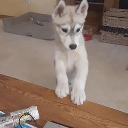 Siberian Husky Puppies from Aasil Siberians