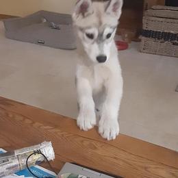 Siberian Husky Puppies from Aasil Siberians