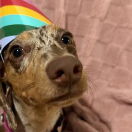 Dachshunds from 208Weenies