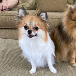 Pomeranians from Moody’s Poms