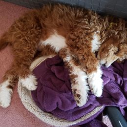 Aussiedoodle, Bernedoodle, and Poodle Puppies from Color Country Doodles