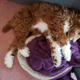 Aussiedoodle, Bernedoodle, and Poodle Puppies from Color Country Doodles
