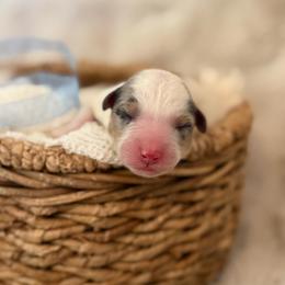 Louie - Red merle male Aussiedoodle puppy in Queen Creek, Arizona from Sunny Doodles