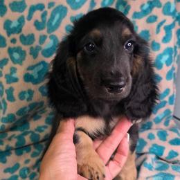 Buzz Lightyear Baby Boy is Ready to Go - Black and cream male Dachshund puppy in Tucson, Arizona from Crowned Doxies
