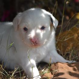 BMF 1 - Blue merle female Toy Australian Shepherd puppy in Joshua, Texas from Double M Toy and Mini Aussies