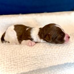 Boy 3 - male Bernedoodle puppy in Salt Lake County, Utah from Coco Avenue Pups