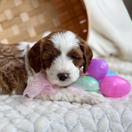 Daisy - Blenheim female Cavapoo puppy in Orrstown, Pennsylvania from Pawfect Fur Friends