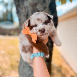 Baguette - Merle female Pomsky puppy in Cleveland, Ohio from Lake Point Pomskies