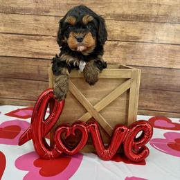 Phillip - Black and tan male Cavapoo puppy in Beresford, South Dakota from DAKOTA DOOD RANCH