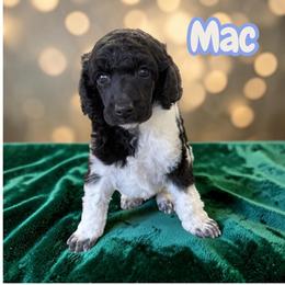 Mac - Parti male Poodle puppy in Port Orange, Florida from Daytona’s Standard Poodles