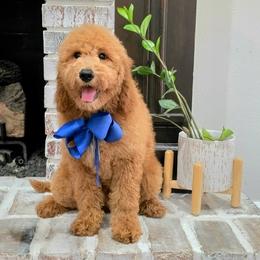 Lennon's Blue Boy - Red  male Goldendoodle puppy in Kountze, Texas from Texas Doodles LLC