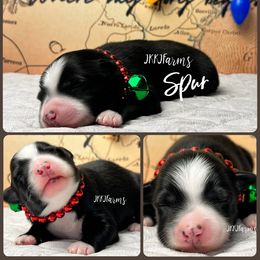 (1) Spur - Black tri male Miniature Australian Shepherd puppy in Huntington, Texas from JKKJ Farms