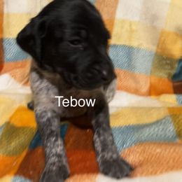 Tebow - Black roan female German Shorthaired Pointer puppy in Jackson, Georgia from Tiner GSP’s LLC