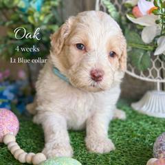 Oak-light blue collar - White and brown male Saint Berdoodle puppy in Paw Paw, Michigan from ProAct Canines