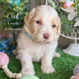 Oak-light blue collar - White and brown male Saint Berdoodle puppy in Paw Paw, Michigan from ProAct Canines