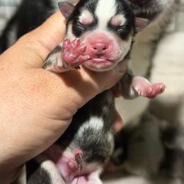 Boy 3 - Black and white male Pomsky puppy in Aberdeen, Idaho from Willow Creek Cresteds