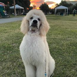 Poodle Puppies from BrioPanache Poodles