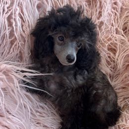 Poodles from Donna's Pups