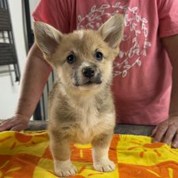 Girl 4 - Red female Pembroke Welsh Corgi puppy in Moulton, Alabama from Reed's Pembroke Corgi Welsh