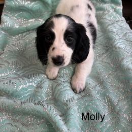 Molly - Piebald female Dachshund puppy in Poteau, Oklahoma from Lady Maye Dachshund's
