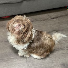 Chinx - Shih Tzu