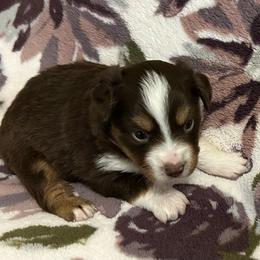 Moana - Red tri female Miniature Australian Shepherd puppy in Grady, Arkansas from KAREN K MCPHERSON