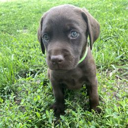 Juniper - Yellow female Labrador Retriever puppy in Hartly, Delaware from Triple Threat Labradors