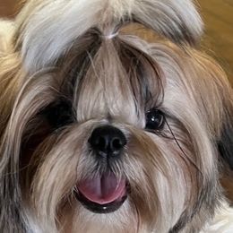 Shih Tzus from Shih Zu’s of Long Beach