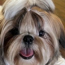 Shih Tzus from Shih Zu’s of Long Beach