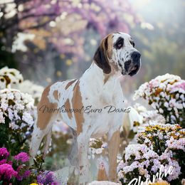 Charlie - Great Dane
