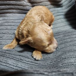 Bambi - Apricot male Poodle puppy in San Tan Valley, Arizona from Desert Storm Poodles
