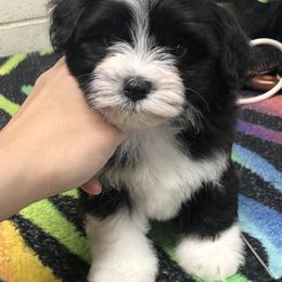 Havanese and Pug Puppies from Casa Blanca Pugs & Mardi Gras Havanese