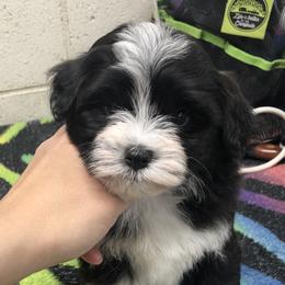 Havanese and Pug Puppies from Casa Blanca Pugs & Mardi Gras Havanese