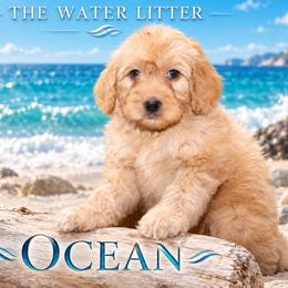 Ocean - White female Bernedoodle puppy in Westminster, South Carolina from Goldendoodlepuppiessc