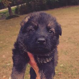 Green collar - Sable female German Shepherd puppy in Dexter, Missouri from Vom Morris Haus German Shepherds