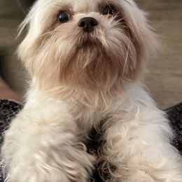 Penny - Shih Tzu