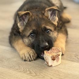 German Shepherd Puppies from Auf der Marquis German Shepherds