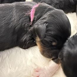 Nut Tossie - Phantom female Bernedoodle puppy in Hegins, Pennsylvania from Bubbling Springs Doodles, LLC