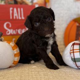 Clove - Brown male Poodle puppy in Caldwell, Idaho from Leila Pearson