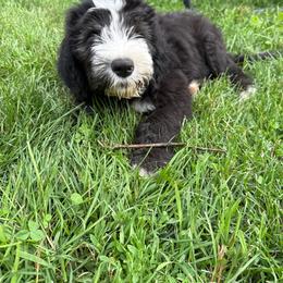 Grey - Black and white male Sheepadoodle puppy in Eleva, Wisconsin from Molly’s Doodles