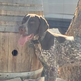 Louis - German Shorthaired Pointer