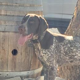 Louis - German Shorthaired Pointer