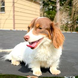 Jazzy - Dachshund