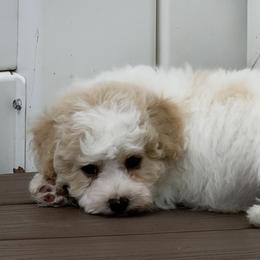 Green Boy - White and apricot male Bichon Frise puppy in Miller Place, New York from Doriann Bichons