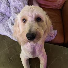 Joy - Goldendoodle