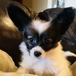 Papillons from Pawsitively Divine Papillons