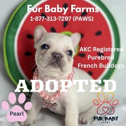 Pam - White female French Bulldog puppy in Michigan from Fur Baby Farms