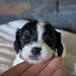 Black and White Girl - Black and white female Cavapoo puppy in San Diego, California from WW Cavapoos