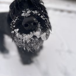 Giant Schnauzer and Poodle All Grown Up from Pawsh K9’s
