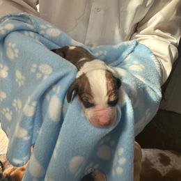 Boy 3 - Brown black and white male Basset Hound puppy in Las Animas, Colorado from J&D Dachsies